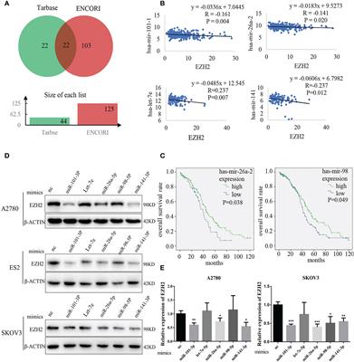 EZH2-miRNA Positive Feedback Promotes Tumor Growth in Ovarian Cancer